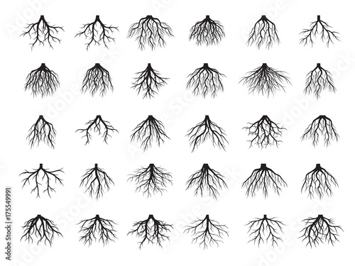 Beautiful Black Roots Tree. Vector Illustration.