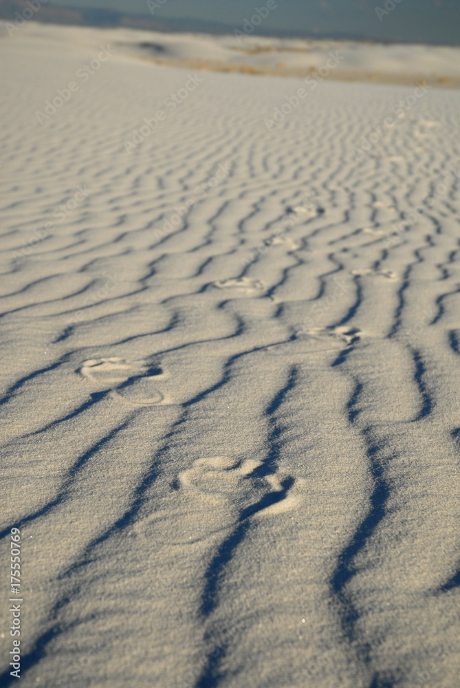 Fototapeta premium Sand Walker