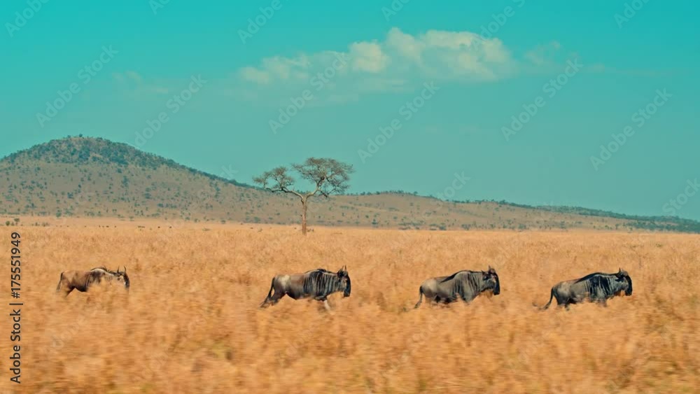 Cinematic shot of Great Migration of wildebeest which are running through picturesque, colorful, dry savanna plains of Serengeti national park in Tanzania, Africa on a bright, hot, sunny day. Cinematic shot of Great Migration of wildebeest which are running through picturesque, colorful, dry savanna plains of Serengeti national park in Tanzania, Africa on a bright, hot, sunny day.