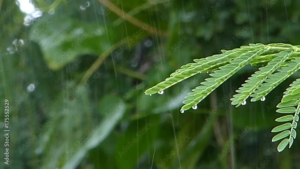 Tree and rain