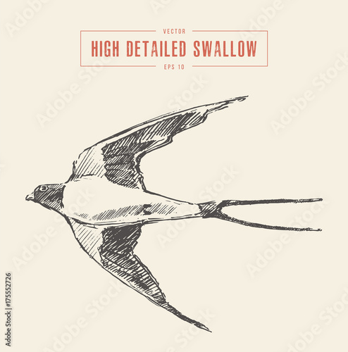Swallow bird drawn vector sketch