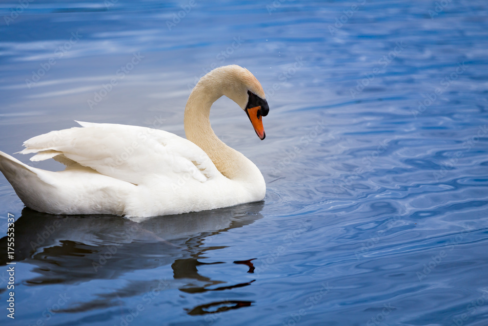 White Swan White Swan