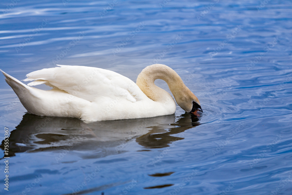 Obraz premium White Swan