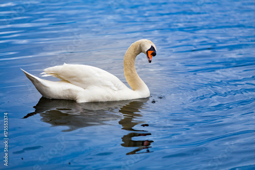 Fototapeta Naklejka Na Ścianę i Meble -  White Swan