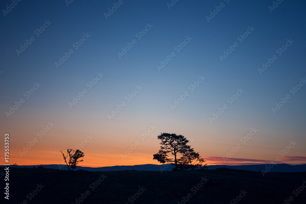 Summer evening landscape with a larch trees on the coast of Lake Baikal