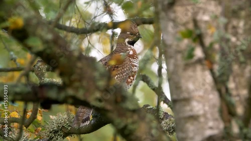Hazel grouse (Tetrastes bonasia)