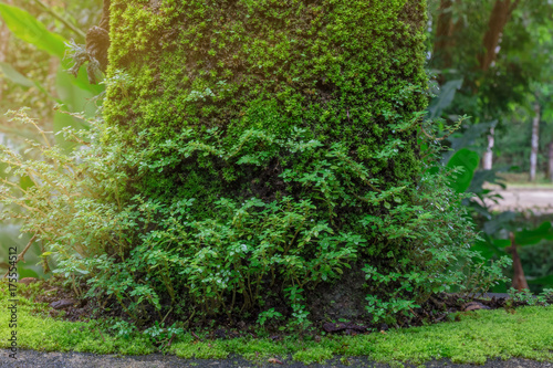 Fototapeta Naklejka Na Ścianę i Meble -  Closeup of moss and small tree on the rock