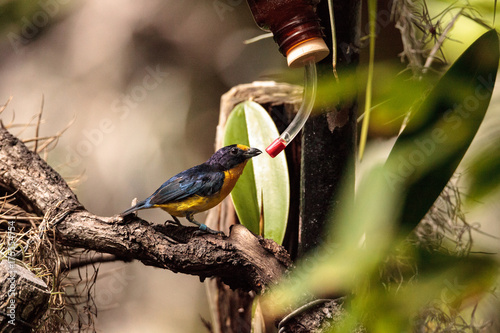 Male yellow and blue Violaceous Euphonia