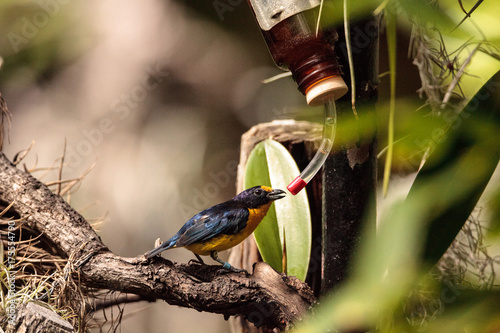 Male yellow and blue Violaceous Euphonia