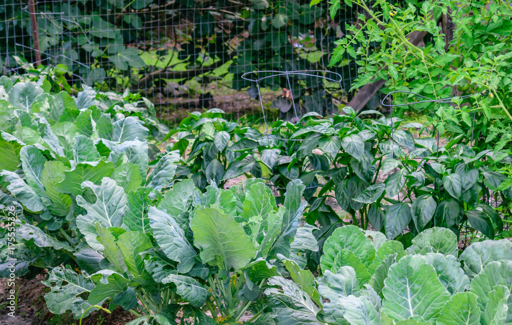 Naklejka premium Southern Vegetable Garden