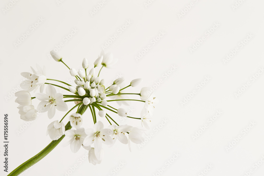 flowers flowers