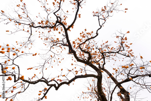 the red persimmon