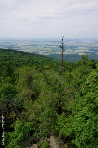 Wystające uschnięte drzewo ponad wierzchołki drzew w lasie - widok z wieży na Ślęży