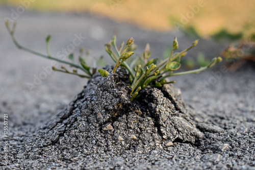 Green grass growing from the Asphalt, broken from the force of Nature