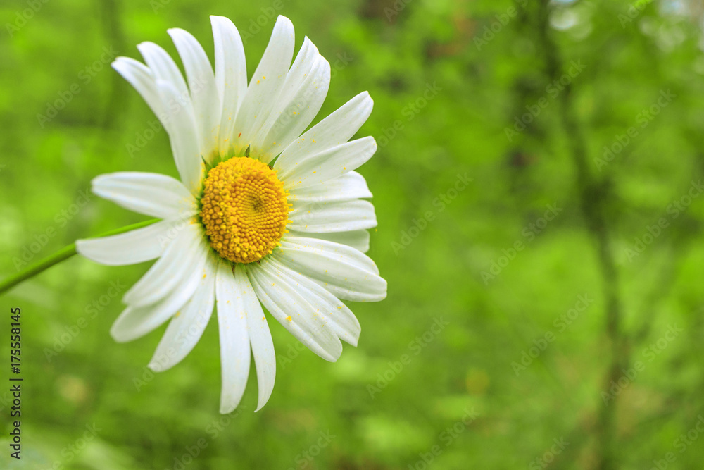 Fototapeta premium Daisy flower growing in a field