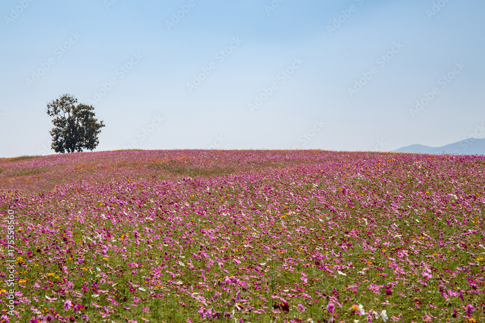 Alone green tree with pink or violet poppies flower field on hill and mountain and blue sky.