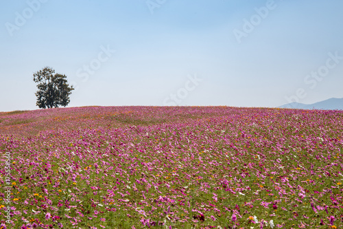 Alone green tree with pink or violet poppies flower field on hill and mountain and blue sky.