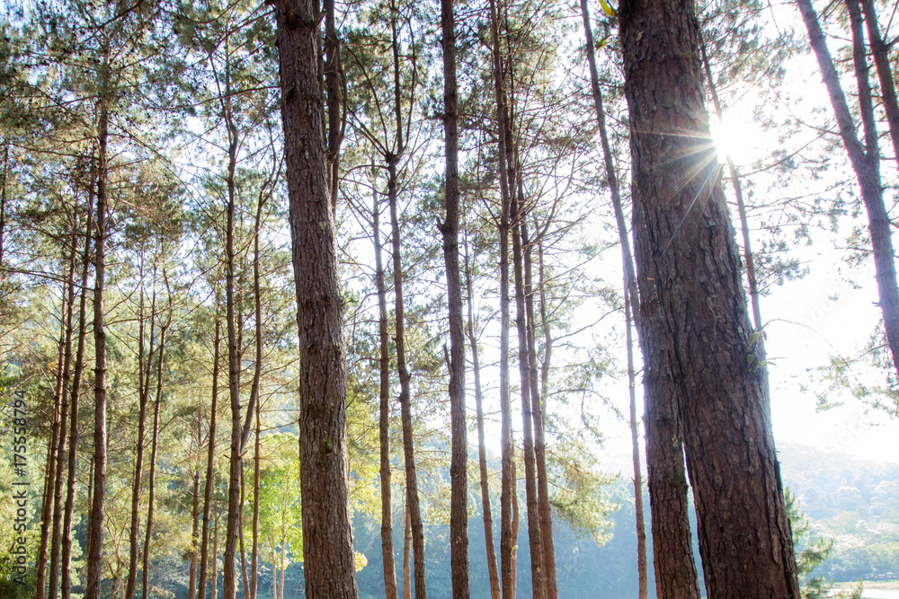 Fototapeta premium Pine tree with sunlight sunbeams or sunrays.