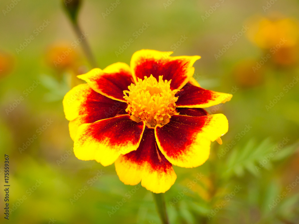 beautiful full detail bloom of open perfect red and yellow flower head close up beautiful full detail bloom of open perfect red and yellow flower head close up