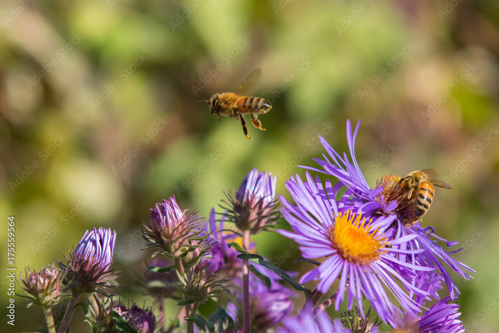 Honeybee (Apis mellifera) hovering over purple asters