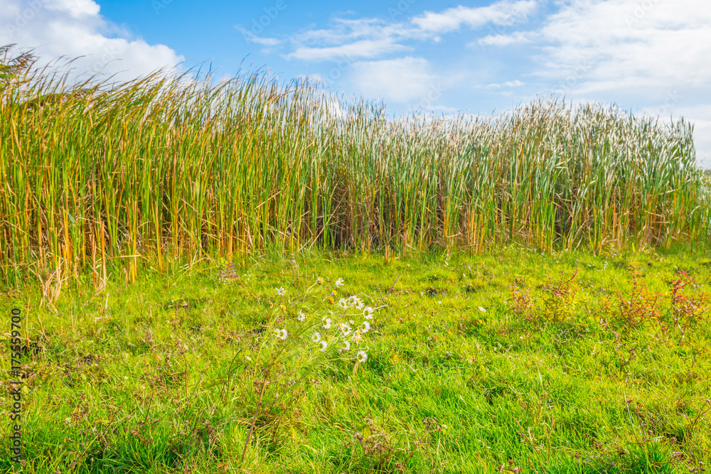 Flowers in a field below a blue cloudy sky in autumn Flowers in a field below a blue cloudy sky in autumn