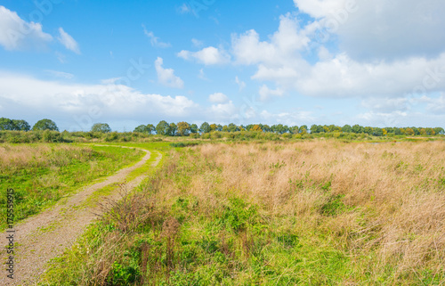 Sunlit field with plants below a blue cloudy sky in autumn