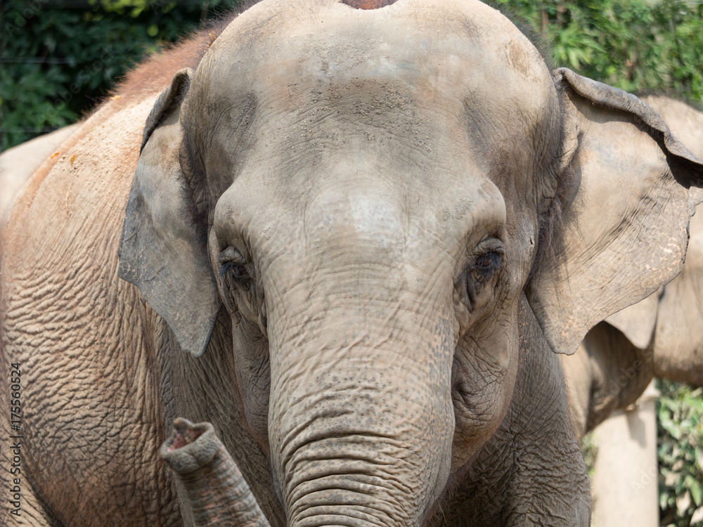 Fototapeta premium アジアゾウ