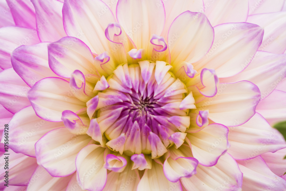 Textures pink flower close-up detail by Macro lens . Textures pink flower close-up detail by Macro lens .