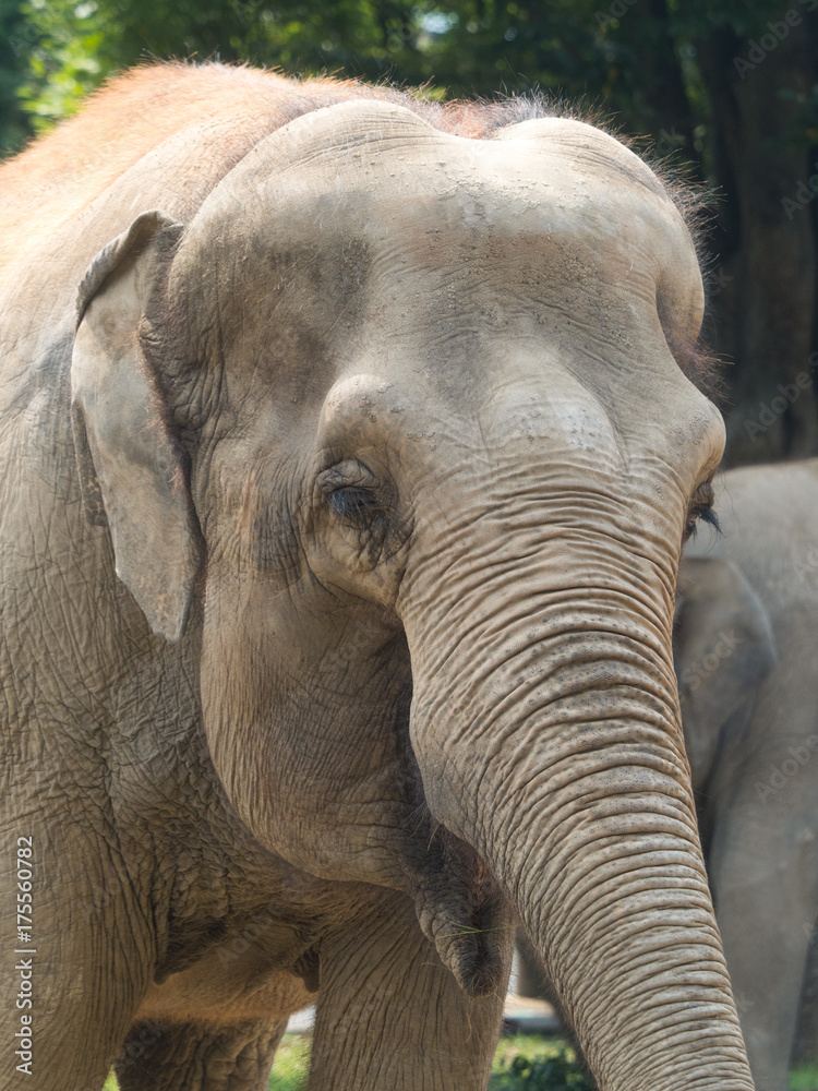 Fototapeta premium アジアゾウ