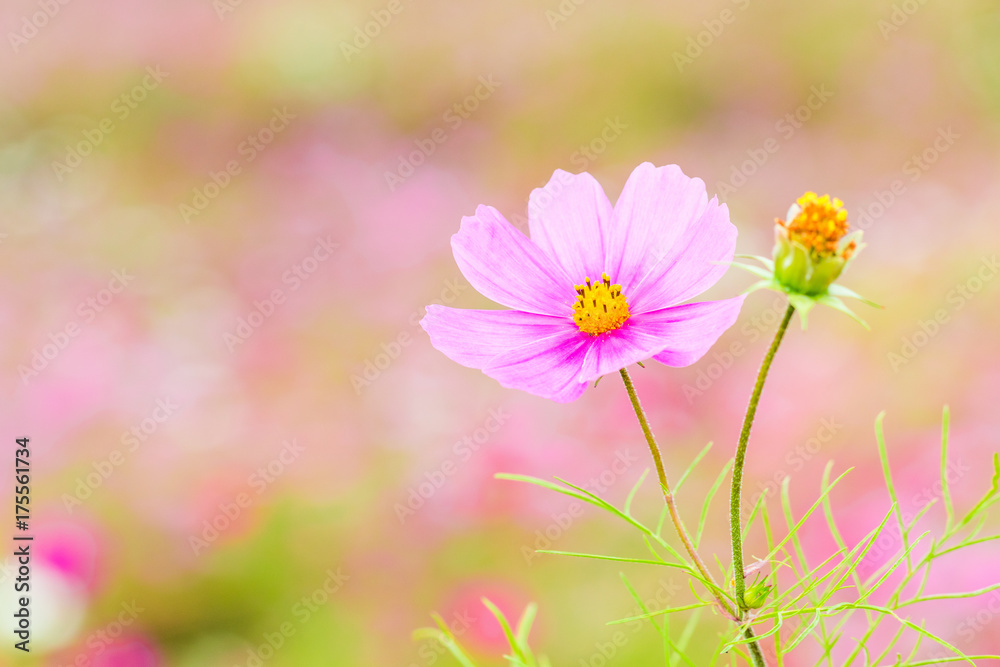 Beautiful Pink cosmos flower blooming in spring day by Macro lens . Beautiful Pink cosmos flower blooming in spring day by Macro lens .