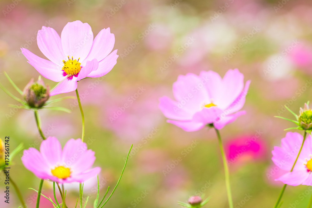 Beautiful Pink cosmos flower blooming in spring day by Macro lens . Beautiful Pink cosmos flower blooming in spring day by Macro lens .