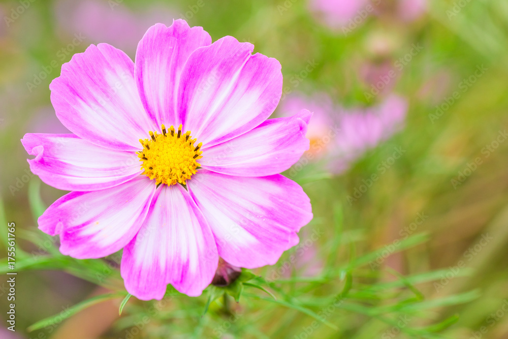 Beautiful Pink cosmos flower blooming  in  spring day  by Macro lens .