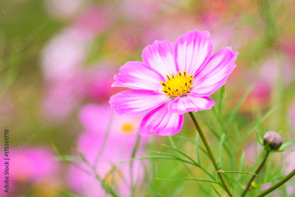Beautiful Pink cosmos flower blooming in spring day by Macro lens . Beautiful Pink cosmos flower blooming in spring day by Macro lens .