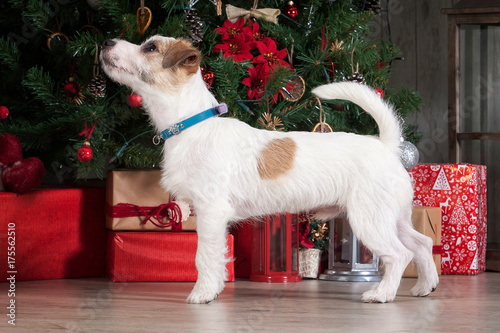 Dog. Young jack russell terrier on Christmas background