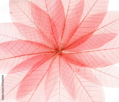 Transparent red leaves