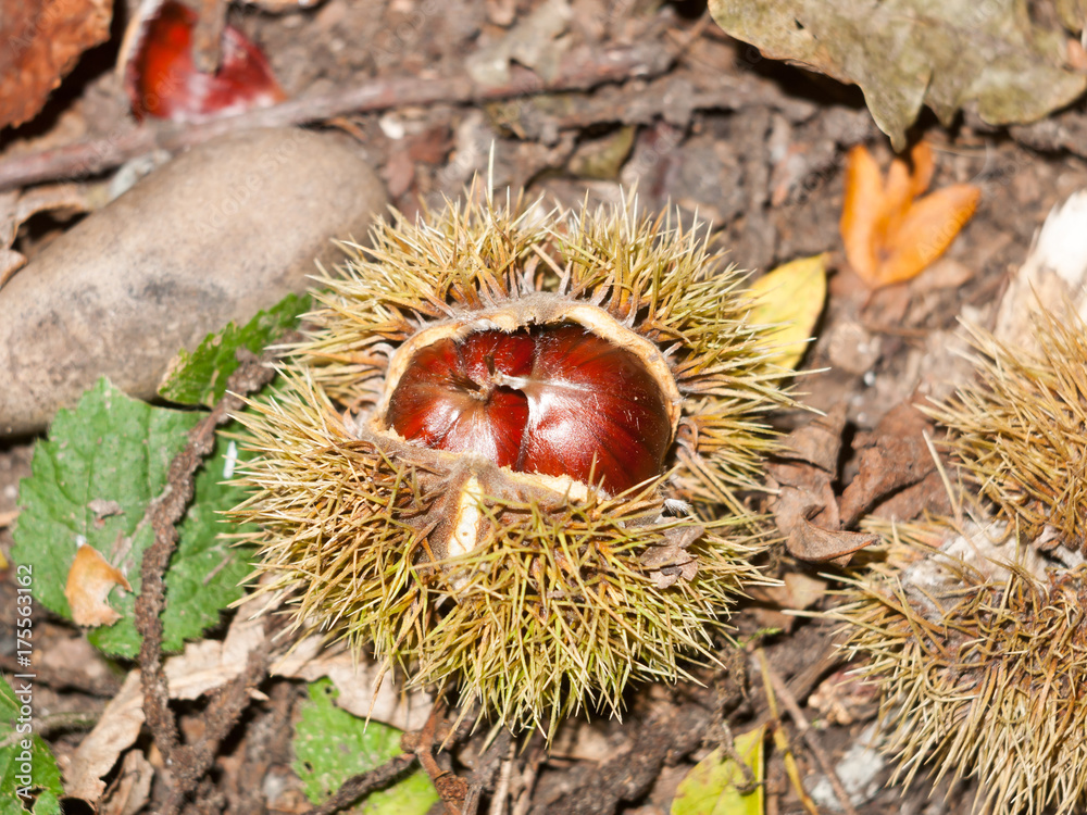 brown ripe fresh sweet chestnuts on forest floor with green shells brown ripe fresh sweet chestnuts on forest floor with green shells