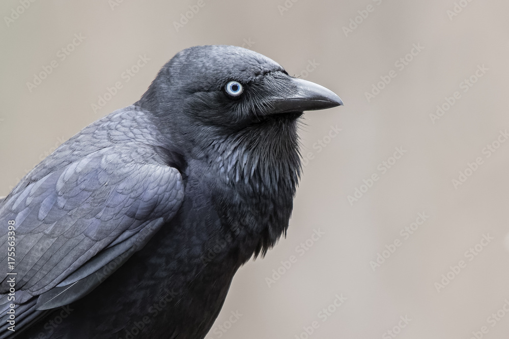 Fototapeta premium Little Raven