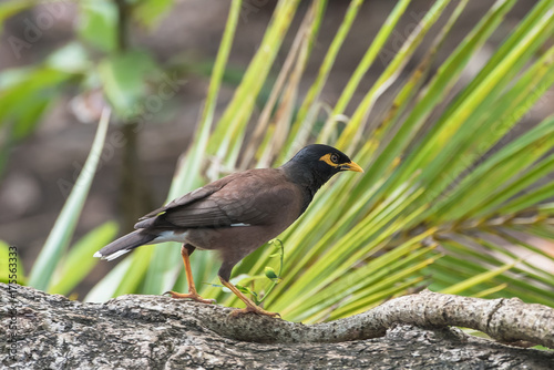  Common Myna,exotic black bird in Tahiti, French Polynesia 