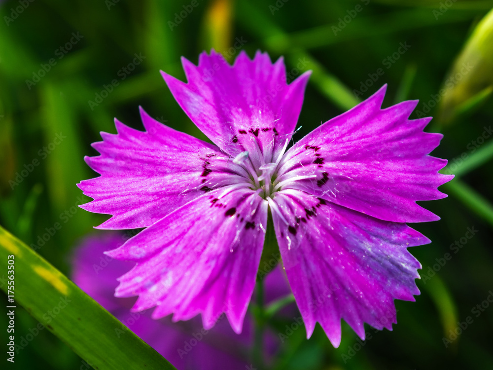 Obraz premium Pink carnation on the meadow in summer. Macro photography. Well seen the center of the flower.