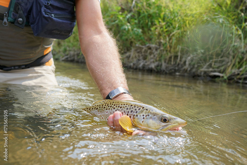 Closeup of brown trout being caught by fly fisherman