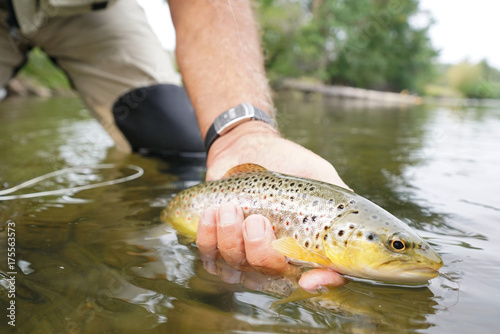 Closeup of brown trout being caught by fly fisherman