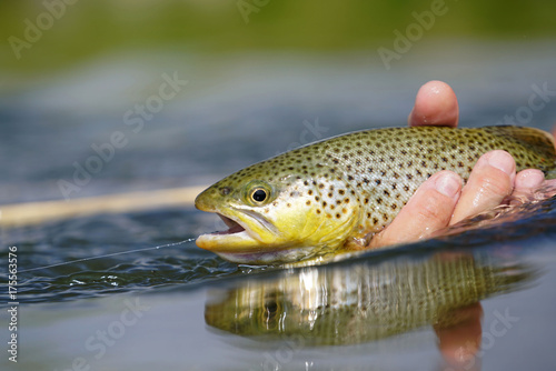 Fototapeta Naklejka Na Ścianę i Meble -  Closeup of brown trout being caught by fisherman