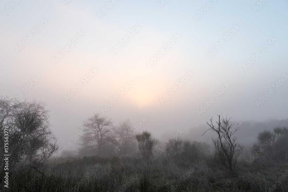 Some trees and plants in the midst of low fog, with a sunrise just above Some trees and plants in the midst of low fog, with a sunrise just above