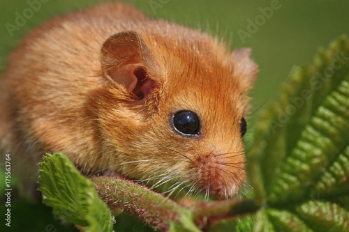 Dormouse Muscardinus avellanarius