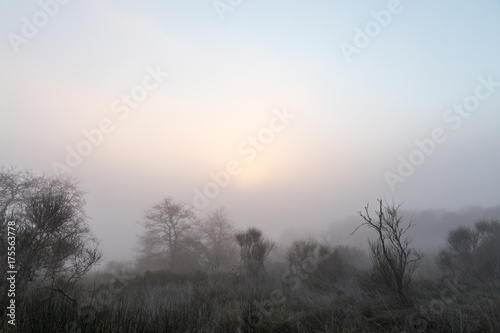 Some trees and plants in the midst of low fog, with a sunrise just above