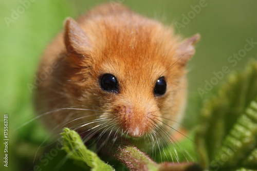 Dormouse Muscardinus avellanarius