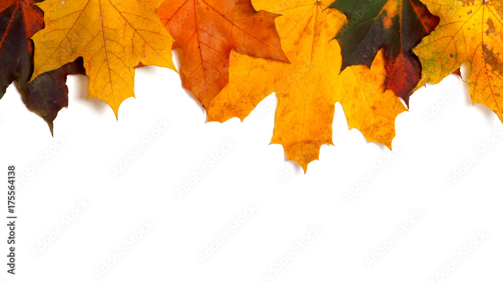 Autumnal multi colored maple-leafs upside down Autumnal multi colored maple-leafs upside down