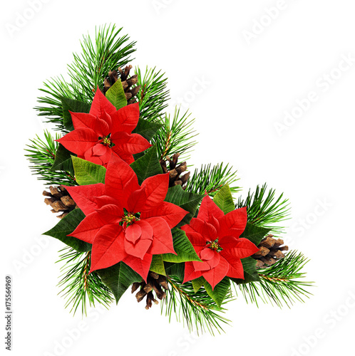 Christmas arrangement with pine twigs, cones and poinsettia flowers