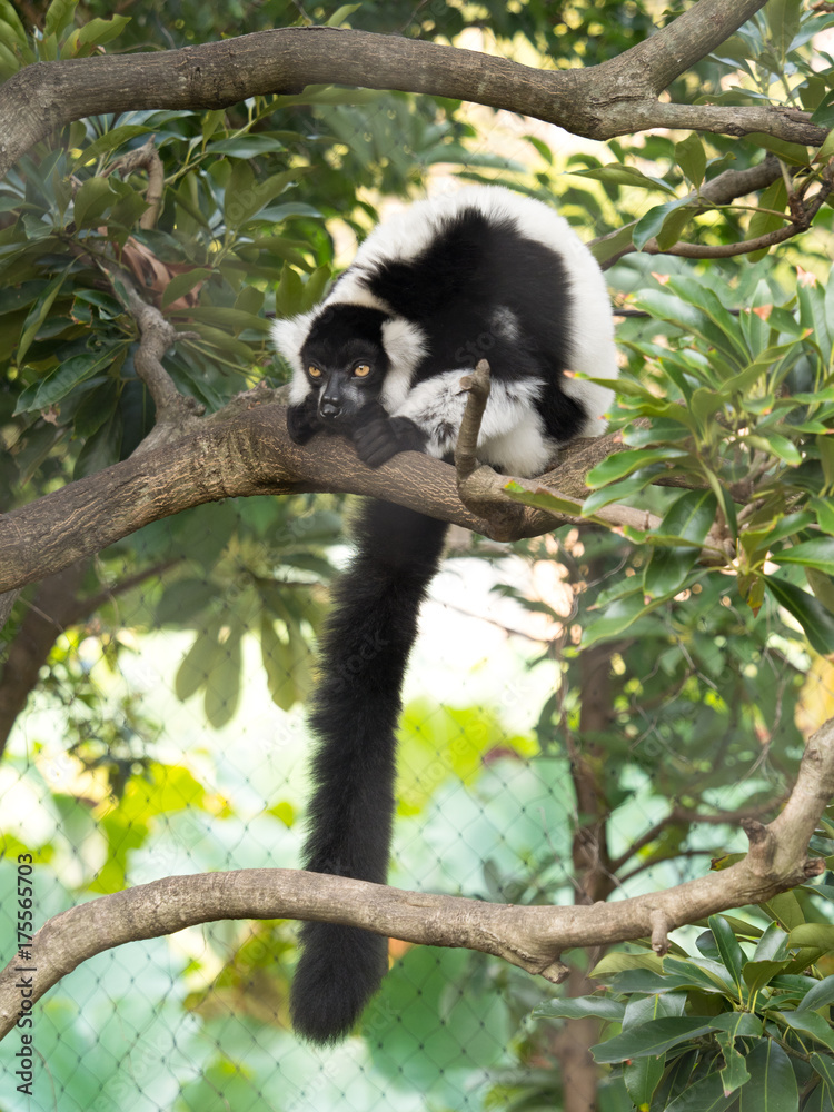 Obraz premium クロシロエリマキキツネザル