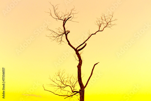 Fototapeta Naklejka Na Ścianę i Meble -  Lonely dead tree. Art nature.